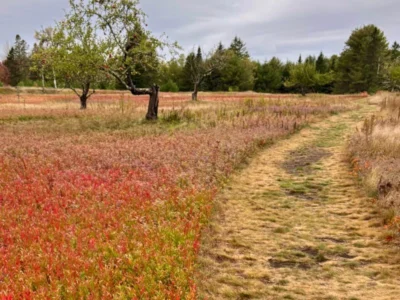 A mowed path through an old apple orchard in fall, underplanted with bright red low-bush blueberry plants