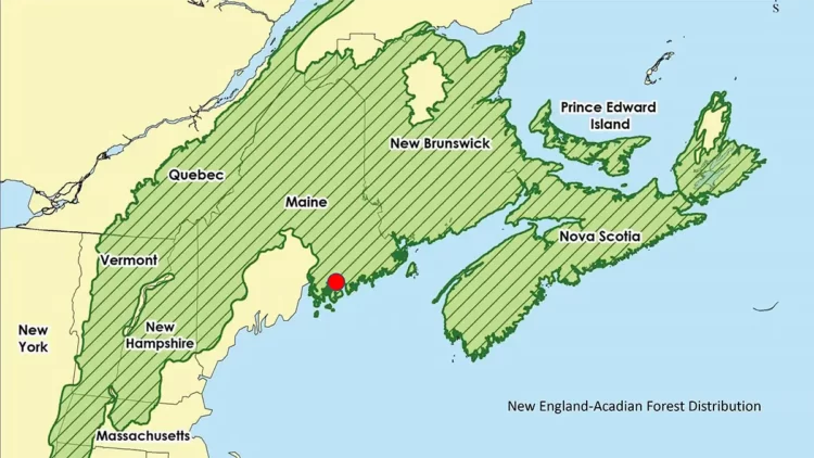 New England-Acadian Forest Distribution