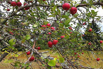 Apple Tree with fruit