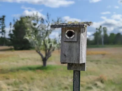 Bird house at Ball Field Preserve