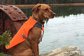 Dog wearing orange vest