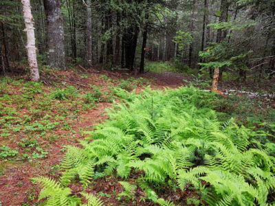 Ferns at Pettengill Preserve