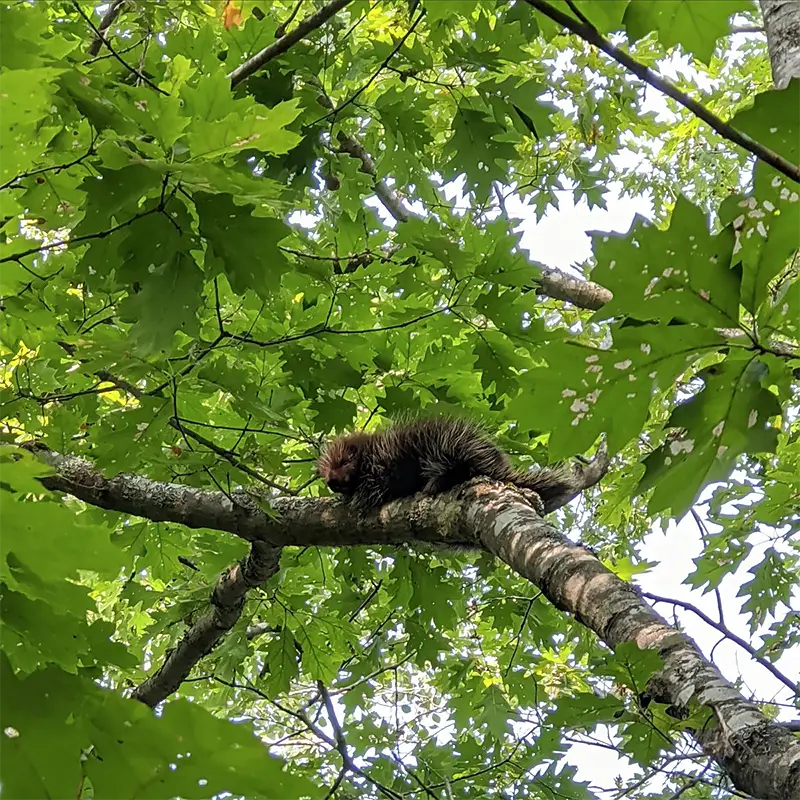 Porcupine in tree