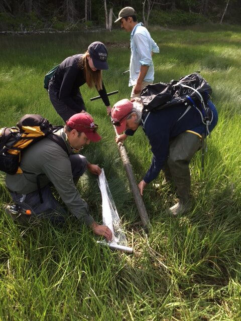 Studying the Salt Marsh for Clues to Climate Change