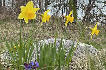 Spring daffodils