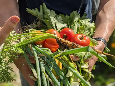 Bounty of vegetables from the community garden